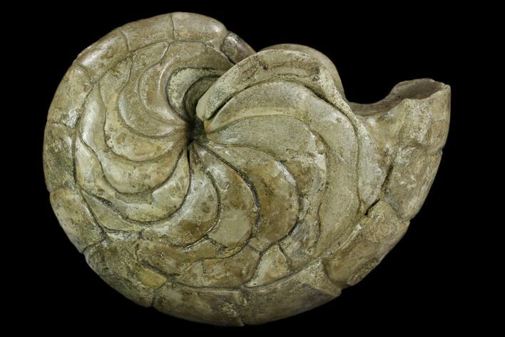 Fossil Nautilus (Aturia) - Boujdour, Morocco #130637